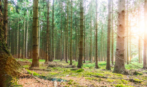 Pine trees in forest