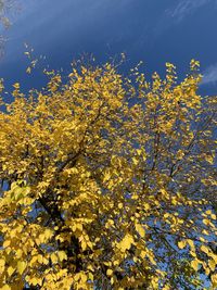 Low angle view of flowering plant against sky