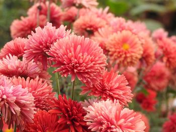 Close-up of pink flowers blooming outdoors