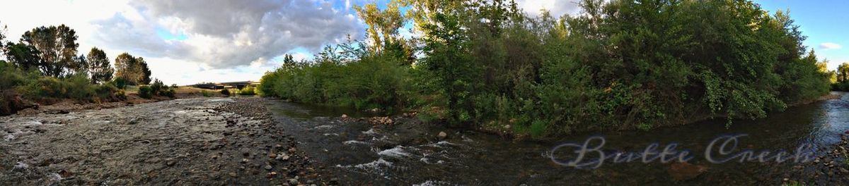 Panoramic view of trees by river