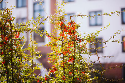 Close-up of autumn tree against blurred background