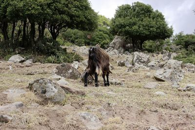 View of a horse on field