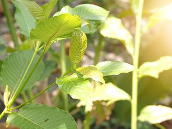 Close-up of green leaves