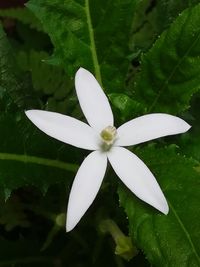 Close-up of frangipani blooming outdoors