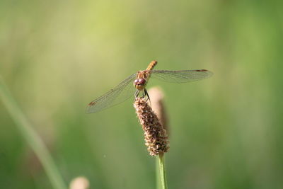 Close-up of dragonfly resting on grass seeds 