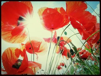 Close-up of red flowers