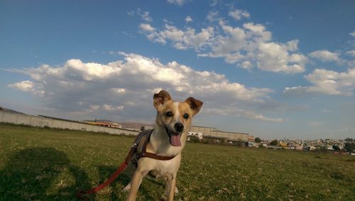 Portrait of dog sticking out tongue against sky