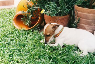 Dog relaxing in yard