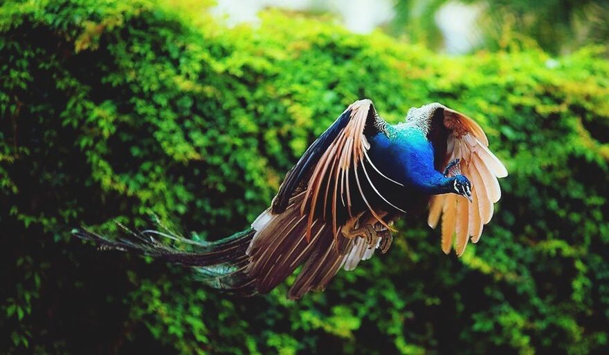 animal themes, one animal, animals in the wild, wildlife, bird, focus on foreground, close-up, blue, perching, beauty in nature, nature, full length, butterfly - insect, outdoors, side view, butterfly, no people, day, natural pattern, zoology