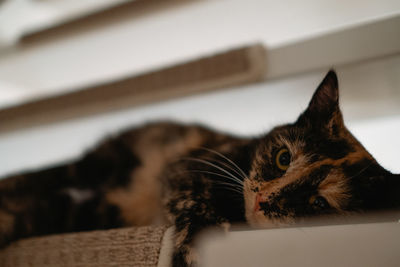 Close-up of cat looking away