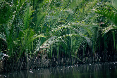 Palm tree by lake