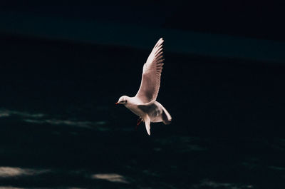 Seagull flying in the sea