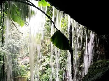 Panoramic view of trees in forest