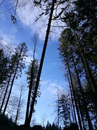 Low angle view of trees against sky