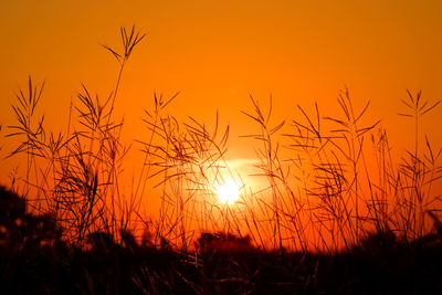 Silhouette of stalks in field against orange sky