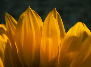 Close-up of yellow flowering plant