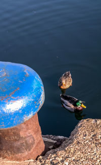 Close-up of birds perching on lake