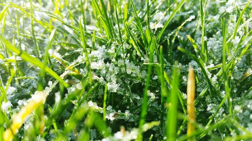 Close-up of plants growing on field