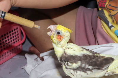 The yellow cockatiel birds are hungry and are about to be fed in syringe