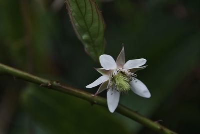 Close-up of white flowering plant