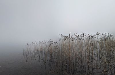 Plants growing in fog