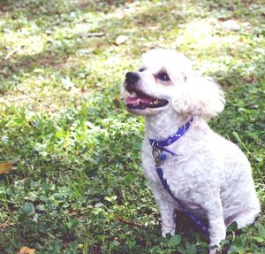 Dog on field