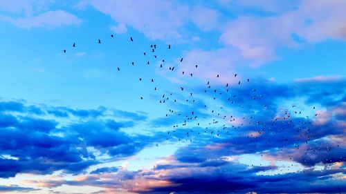 Low angle view of birds flying in sky