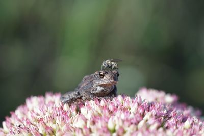 Close-up of frog with insect on pink flower