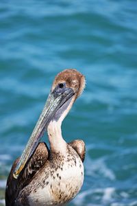 Close-up of a bird