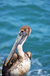 Close-up of a bird