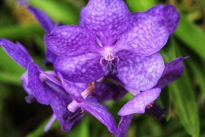 Close-up of purple iris flowers