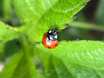 Close-up of ladybug on leaf