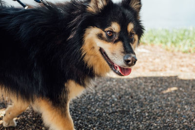 Close-up of dog