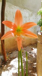 Close-up of orange flower