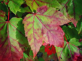 Close-up of maple leaves during autumn