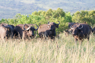 African buffaloes standing on field