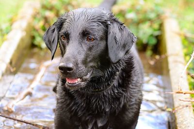 Close-up of wet black dog in puddle