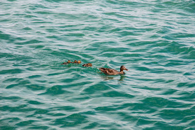 High angle view of duck family swimming