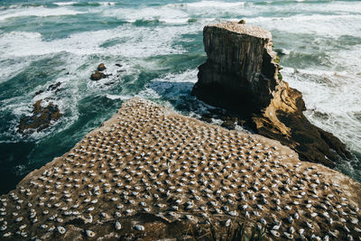 High angle view of gannet colony on rock
