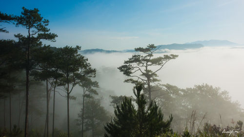Trees in forest against sky