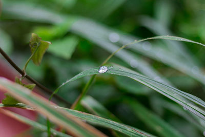 Close-up of raindrops on plant