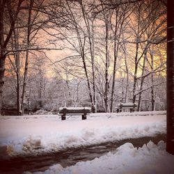 Snow covered bare trees on field during winter