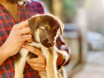 Close-up of person holding dog