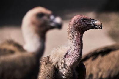 Close-up of bird against blurred background