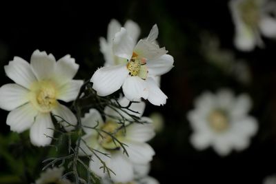 Close-up of fresh white flowers