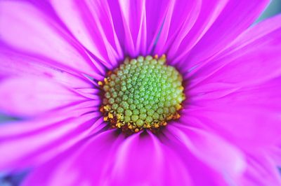 Macro shot of pink flower