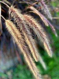 Close-up of plant