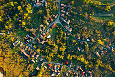 Aerial view of trees and buildings in town