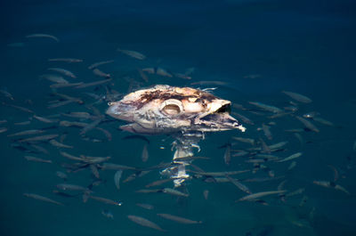 Close-up of fish on water surface