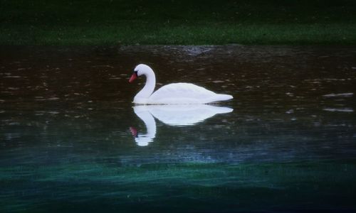 Swan swimming in lake